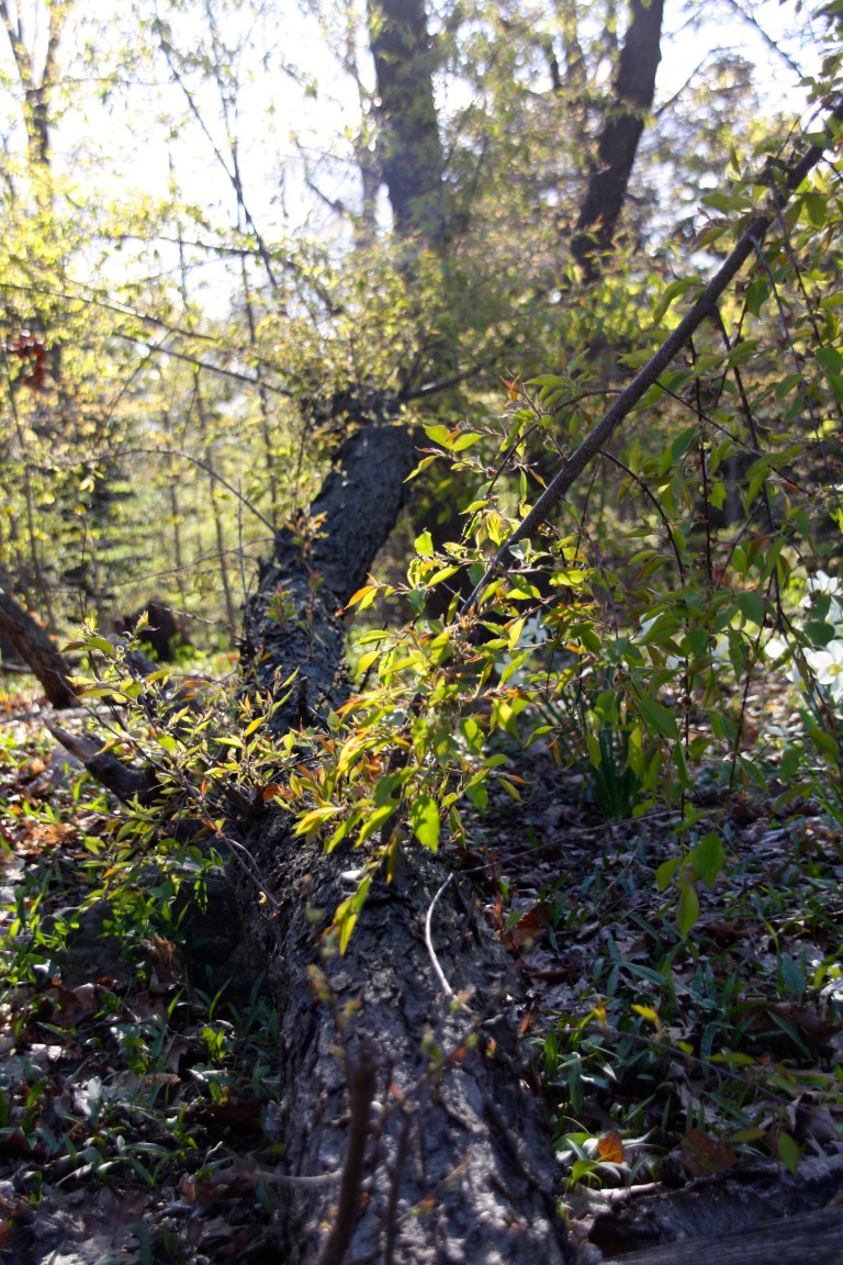 tree, botanical gardens