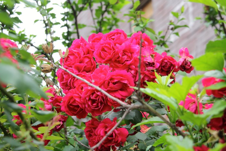 neighborhood flowers on my walk to the g