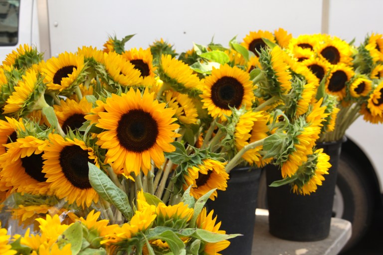 sunflowers