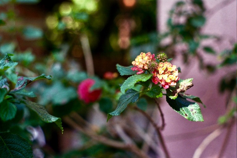 Autosave-File vom d-lab2/3 der AgfaPhoto GmbH